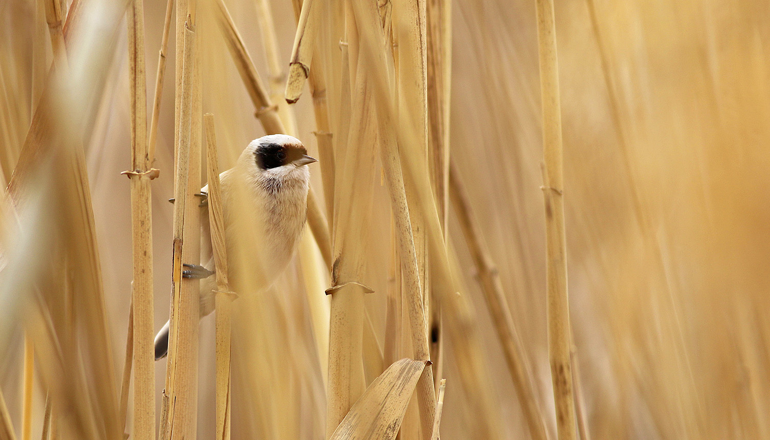 Eurasian Penduline-Tit
